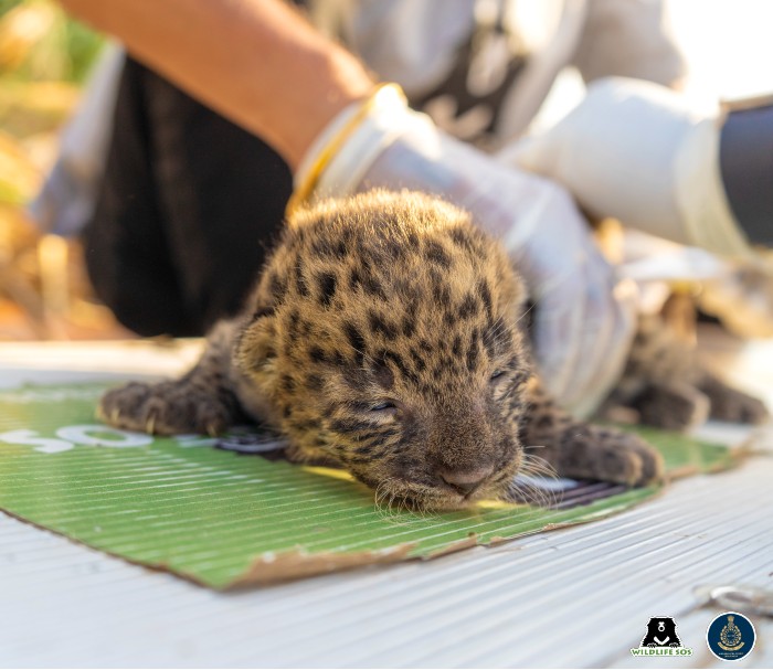 The veterinary officer examined the young leopard cub. 