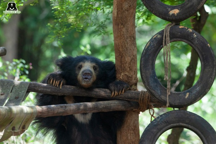 This sloth bear loves her hammock, and can never pass up a chance for a nap!