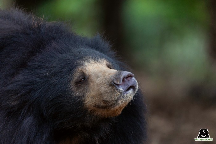 She likes to spend time by herself, rather than engage with other rescued bears.