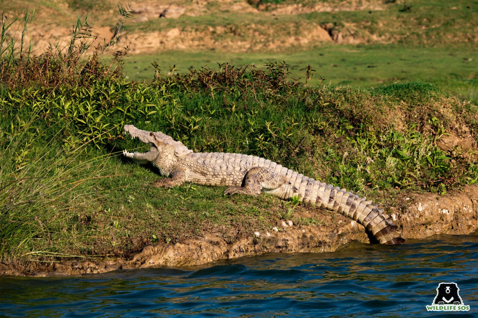 mugger crocodile