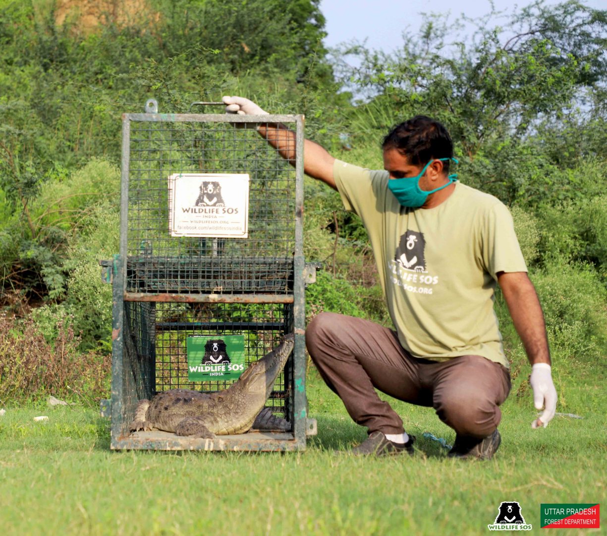 World Crocodile Day: Meet The Three Indian Crocodilians! - Wildlife SOS