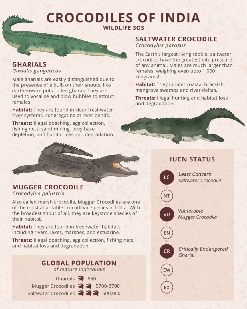 Crocodilian Species in India