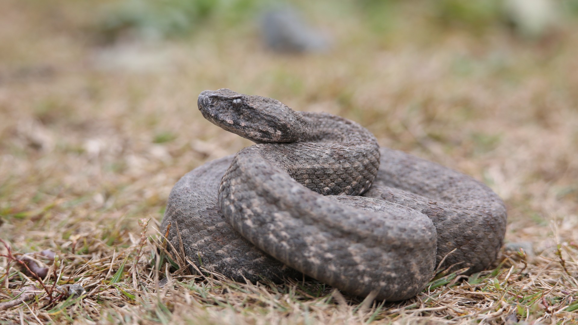 Reptiles And Their Unique Way To Brave The Cold