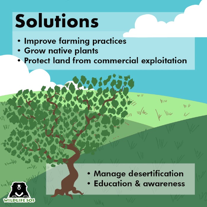 Solutions to tackle desertification. 