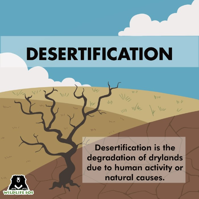 Desertification is the degradation of drylands due to human activity. 