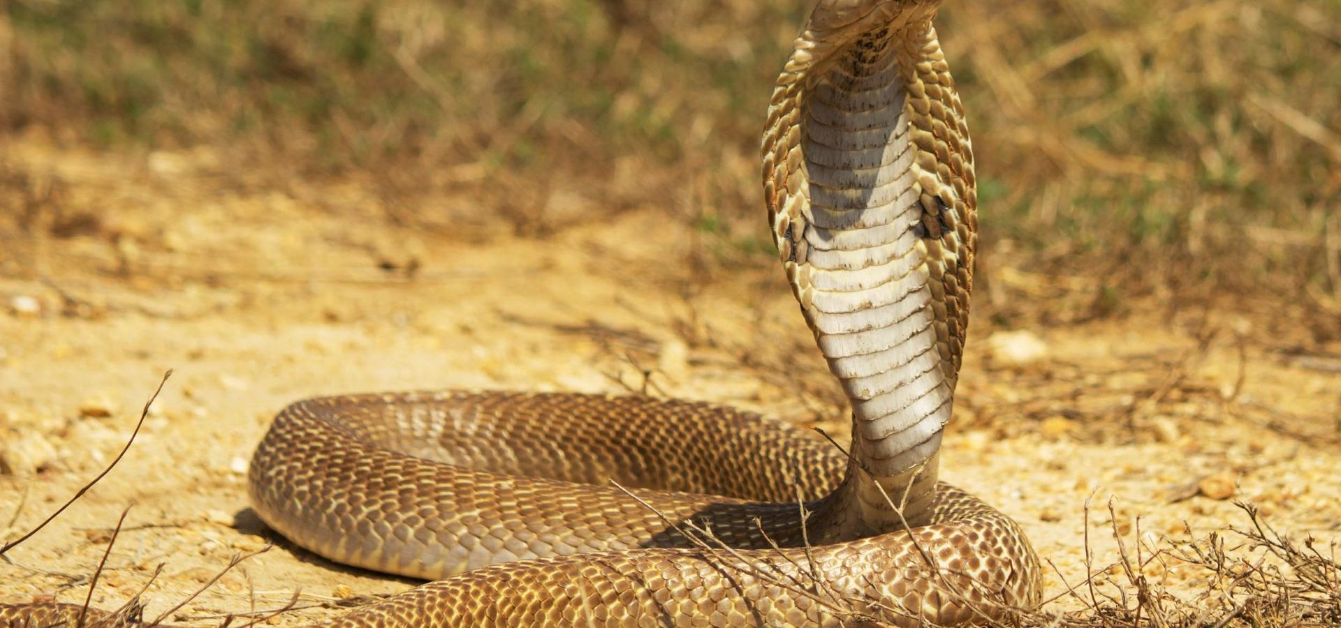 WHEN SNAKES FACE EACH OTHER 