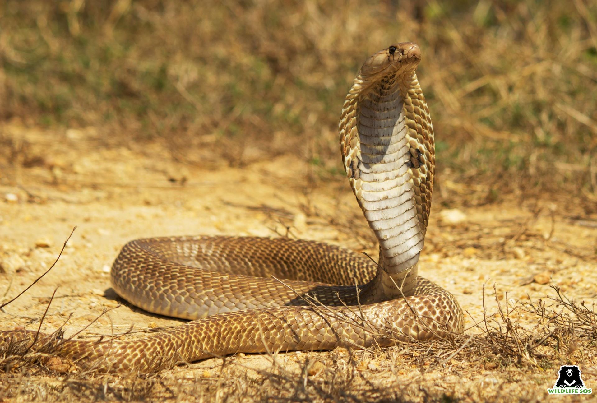 king cobra eating human