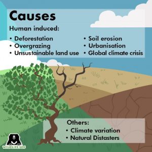 causes of drought and desertification essay