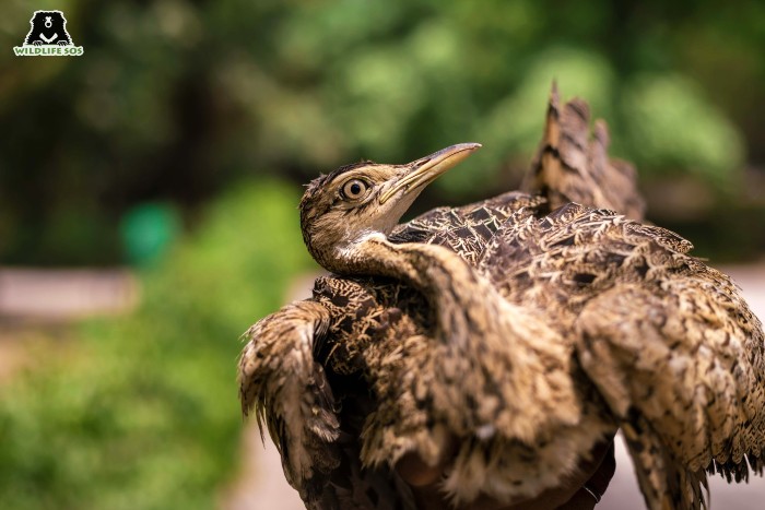 The team was astonished to find a Lesser Flocrican in the Delhi region! [Photo (C) Wildlife SOS/Nikhil Bisht]