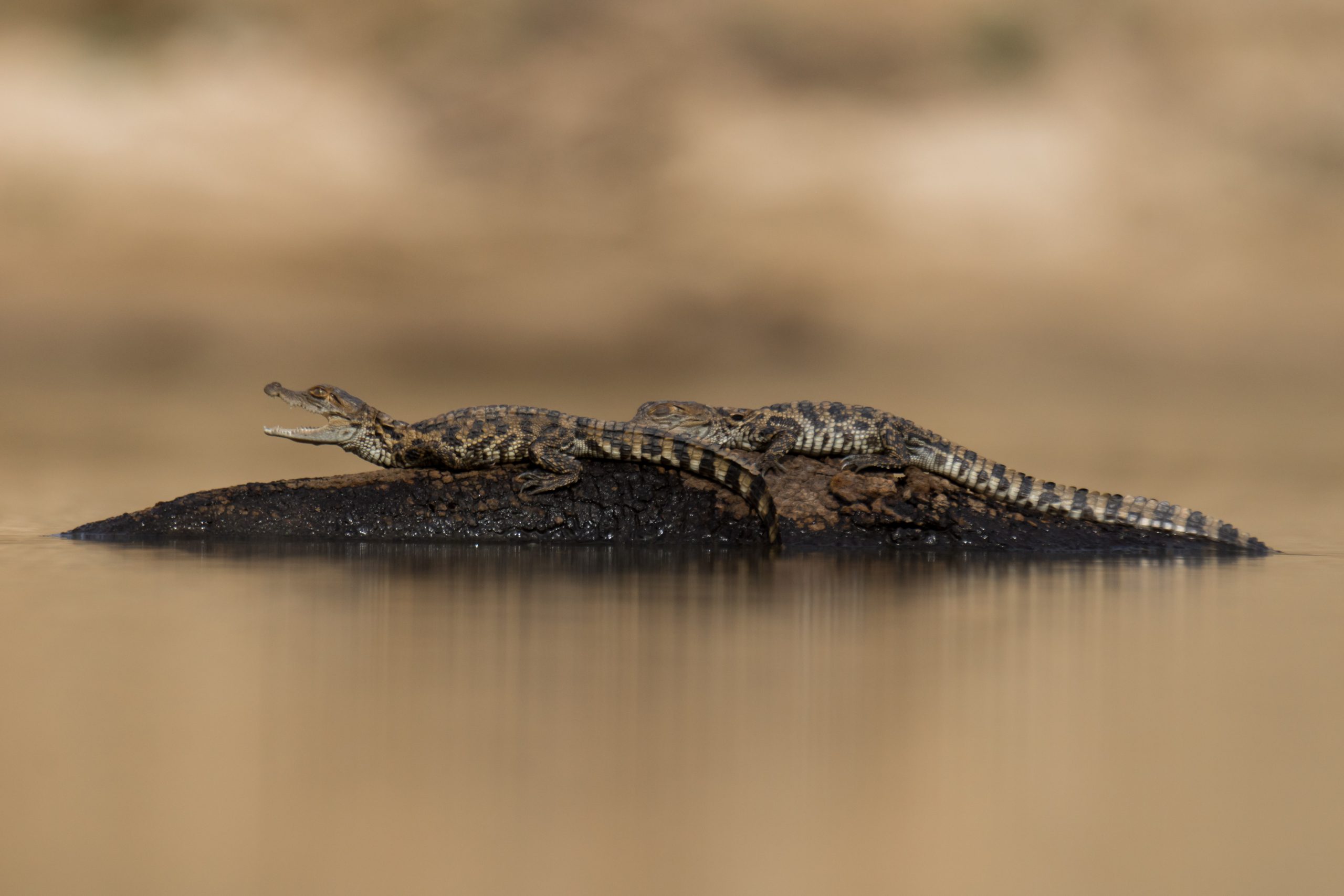 Take a look at this brand new species of crocodile •