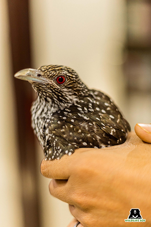 asian koel rescued in summer