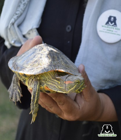 red eared slider is an invasive species