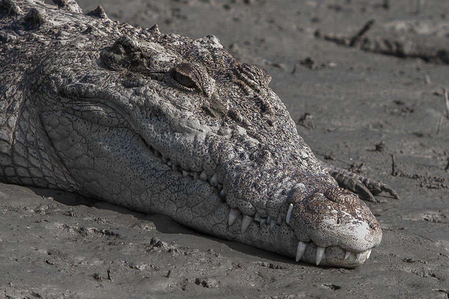 saltwater crocodile