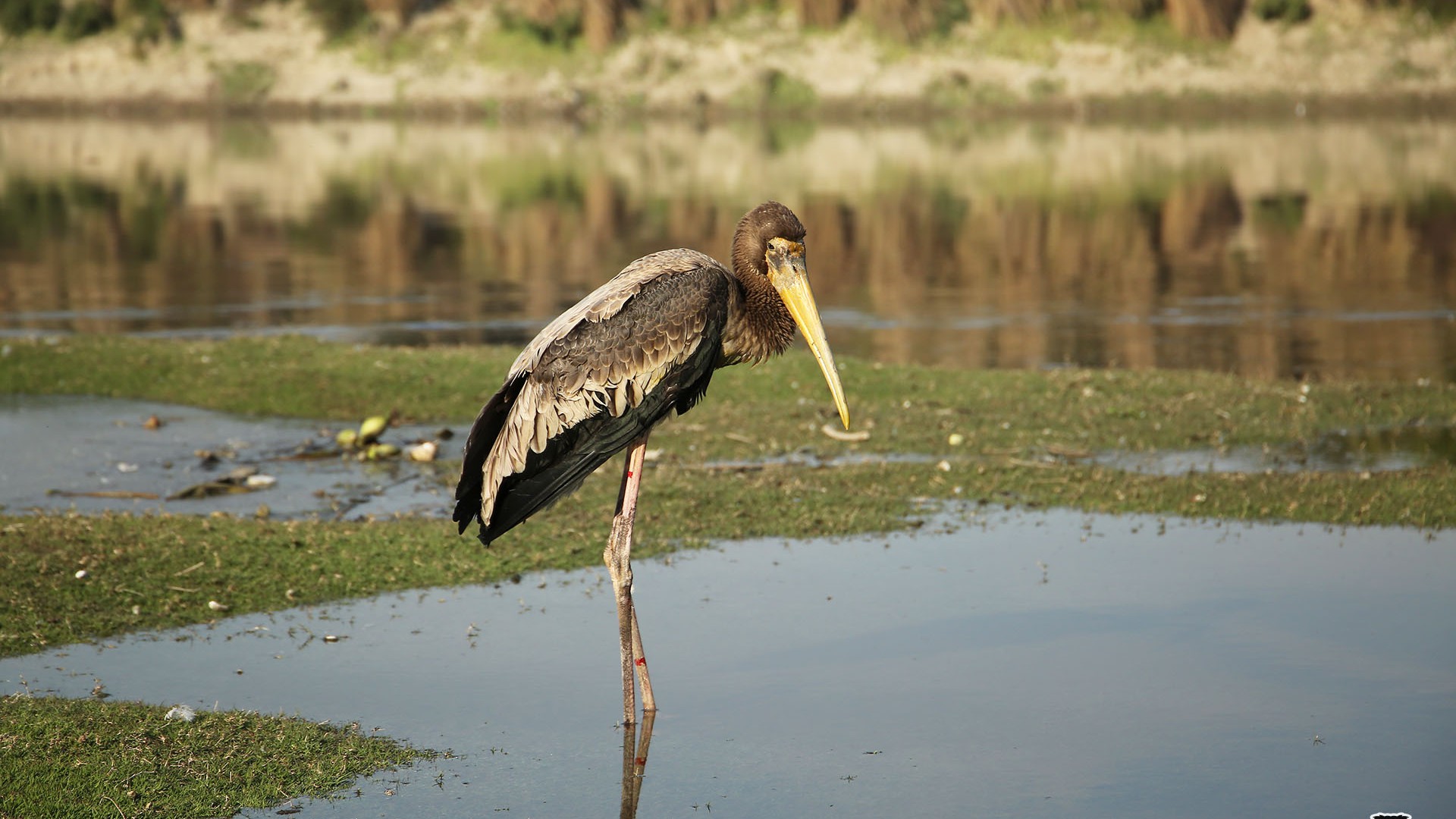 central-asian-flyway-an-overview-wildlife-sos