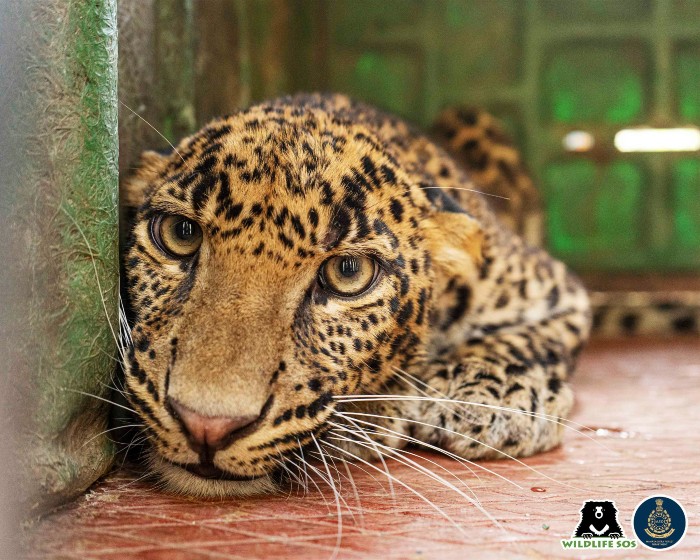 The leopard was later released into the wild. 
