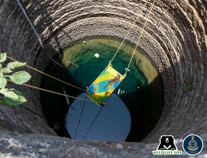 The leopard was trapped in a 45 ft deep well in Belhe village.