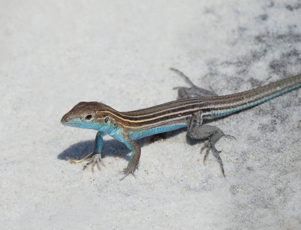 whiptail lizards live in all-female societies