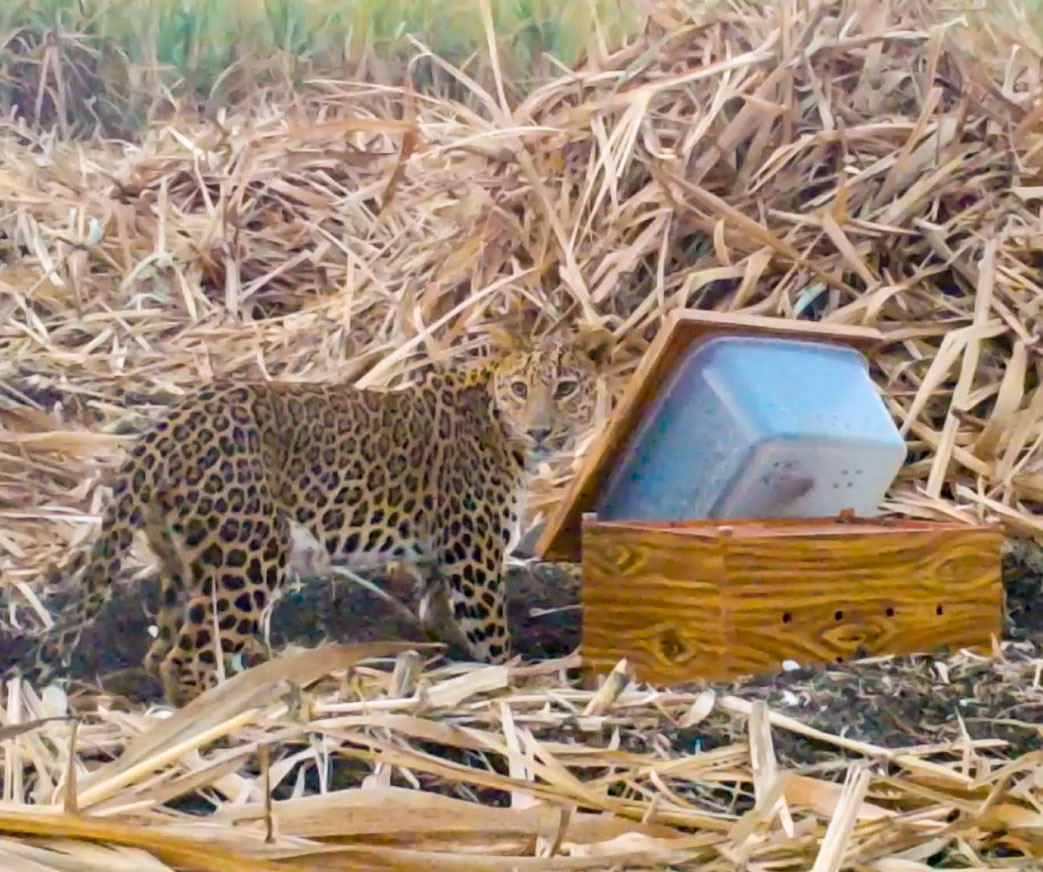 How Do Leopards Communicate? - Wildlife SOS