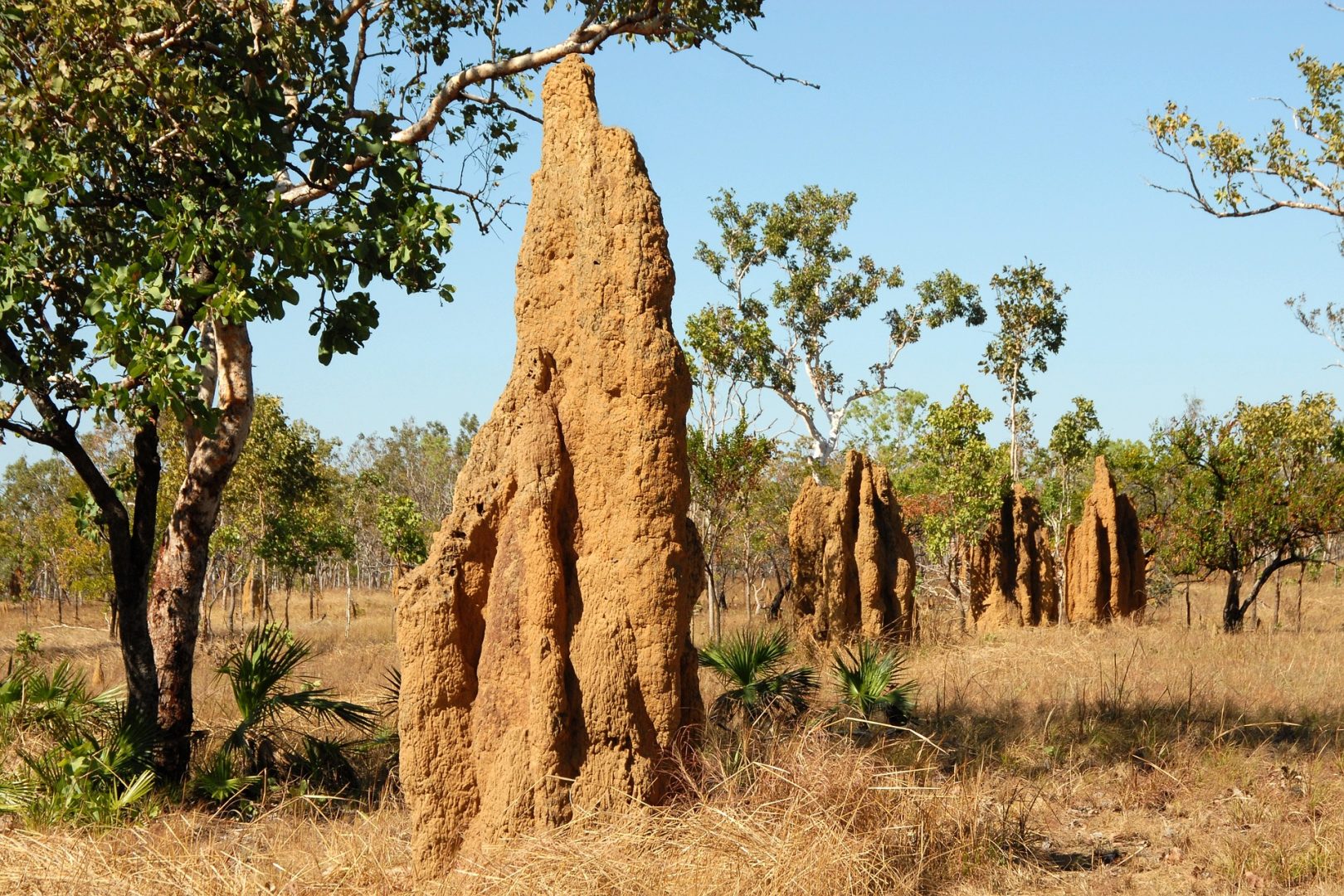 termite mound