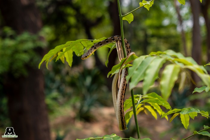 With the onset of monsoons, more and more snakes will appear near people's homes. 