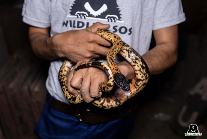 Monsoons compel the snakes to come out, resulting in increased human-reptile conflict. [Photo (C) Wildlife SOS /Nikhil Bisht]