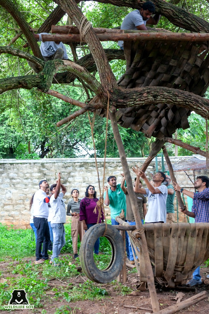 The team at BBRC conducts enrichment-building activities. [Photo (c) Wildlife SOS/Lenu Kannan]