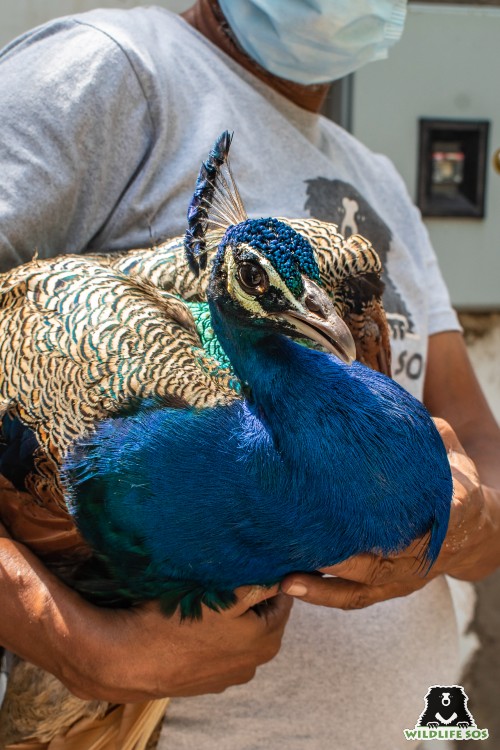 The Rapid Response Unit rescues various birds like peacocks, Black kites and shikra birds from distress situations. [Photo (c) Wildlife SOS/Kunal Malhotra]