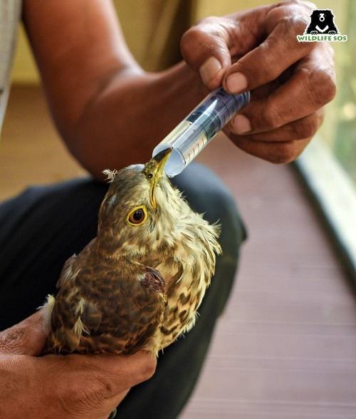 The Rapid Response Units often get calls about dehydrated birds in the summer months [Photo (c) Wildlife SOS/Kunal Malhotra]