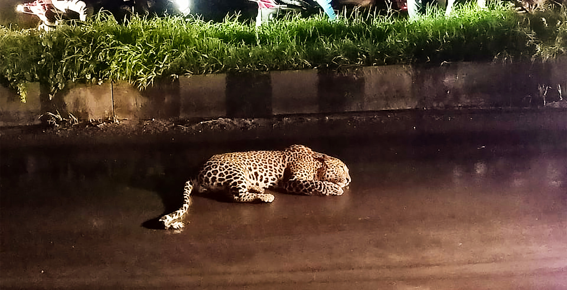 Leopard Paralysed in Highway Accident Undergoes Treatment At Wildlife SOS Centre - Wildlife SOS