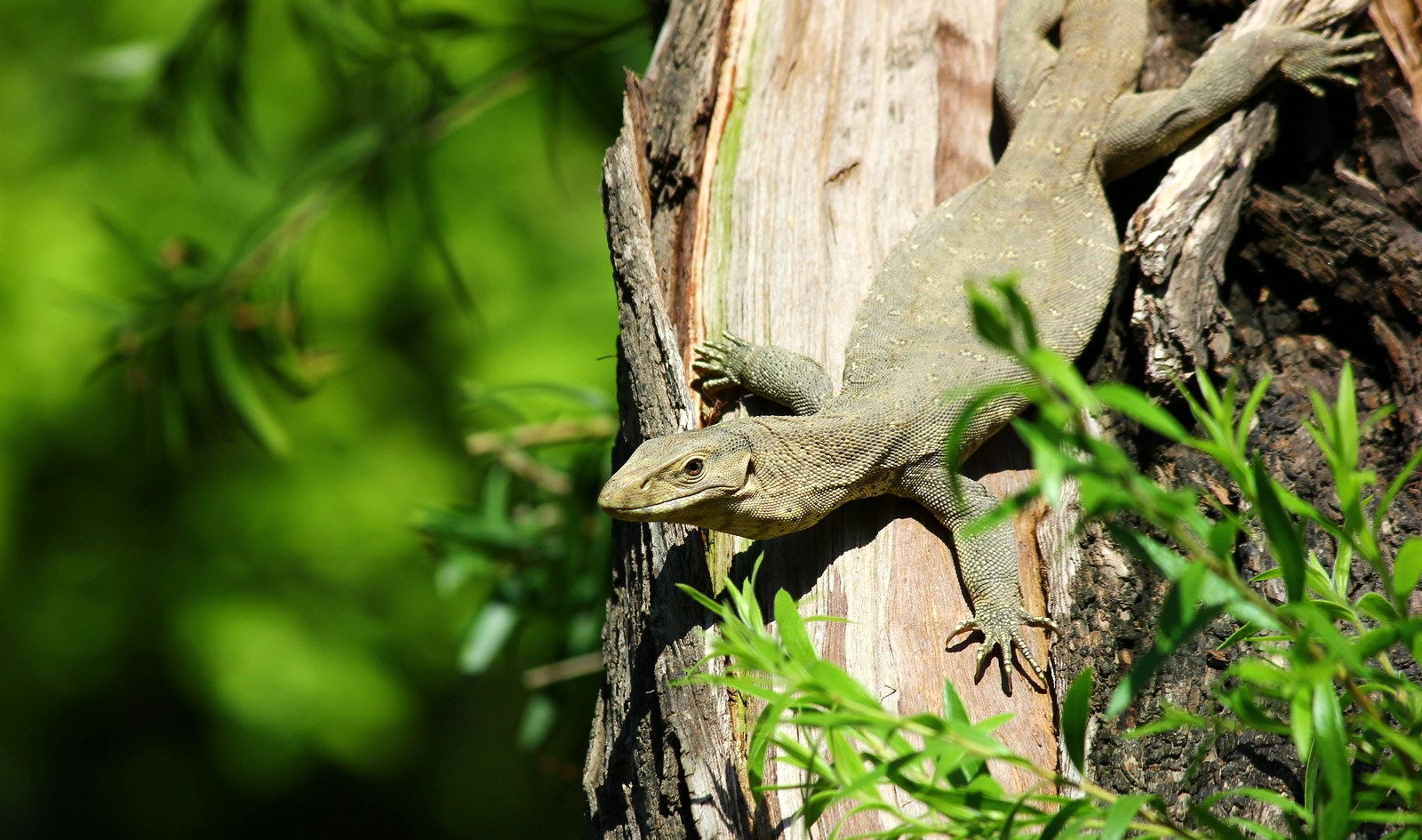 types of poisonous lizards