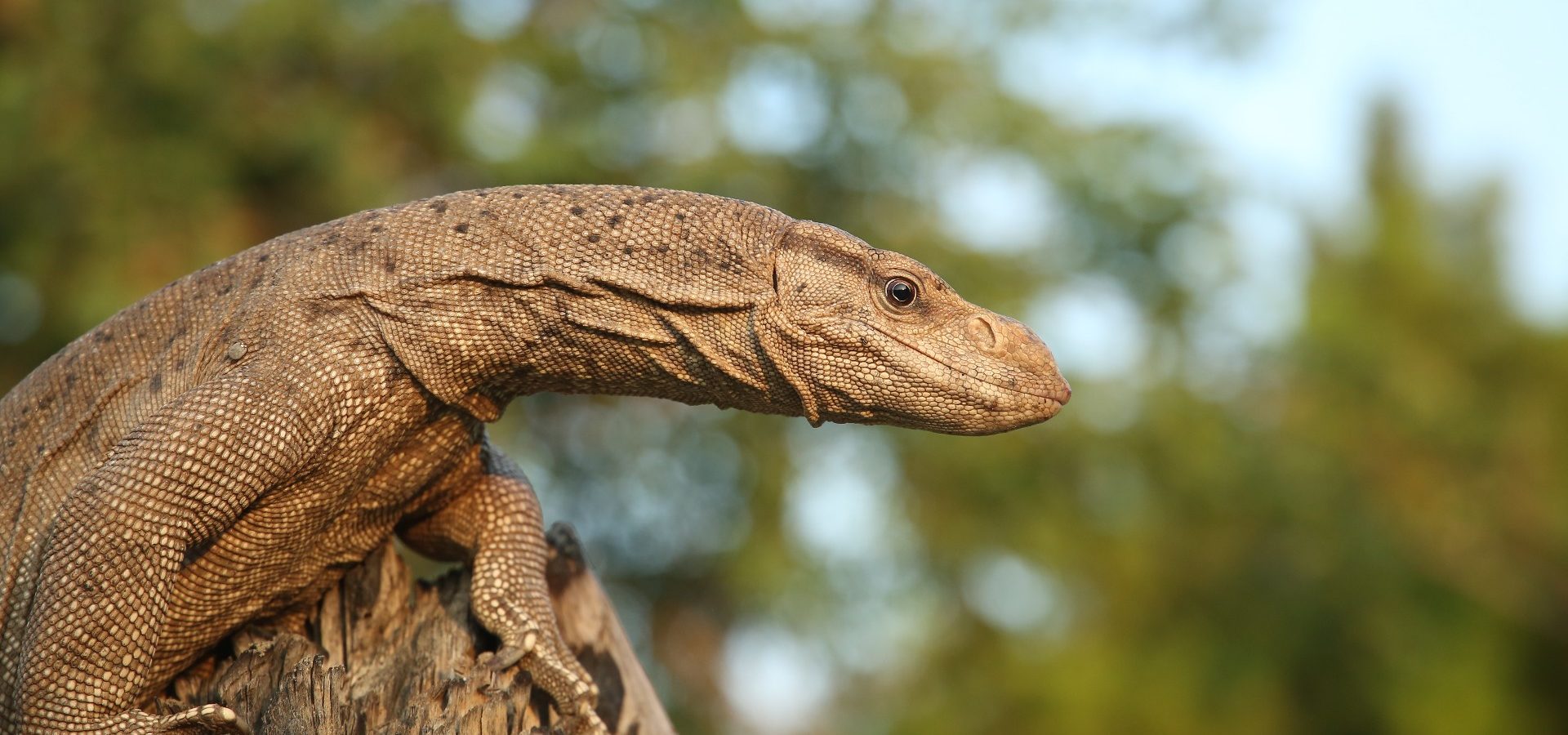 Meet The Monitor Lizards Of India - Wildlife SOS