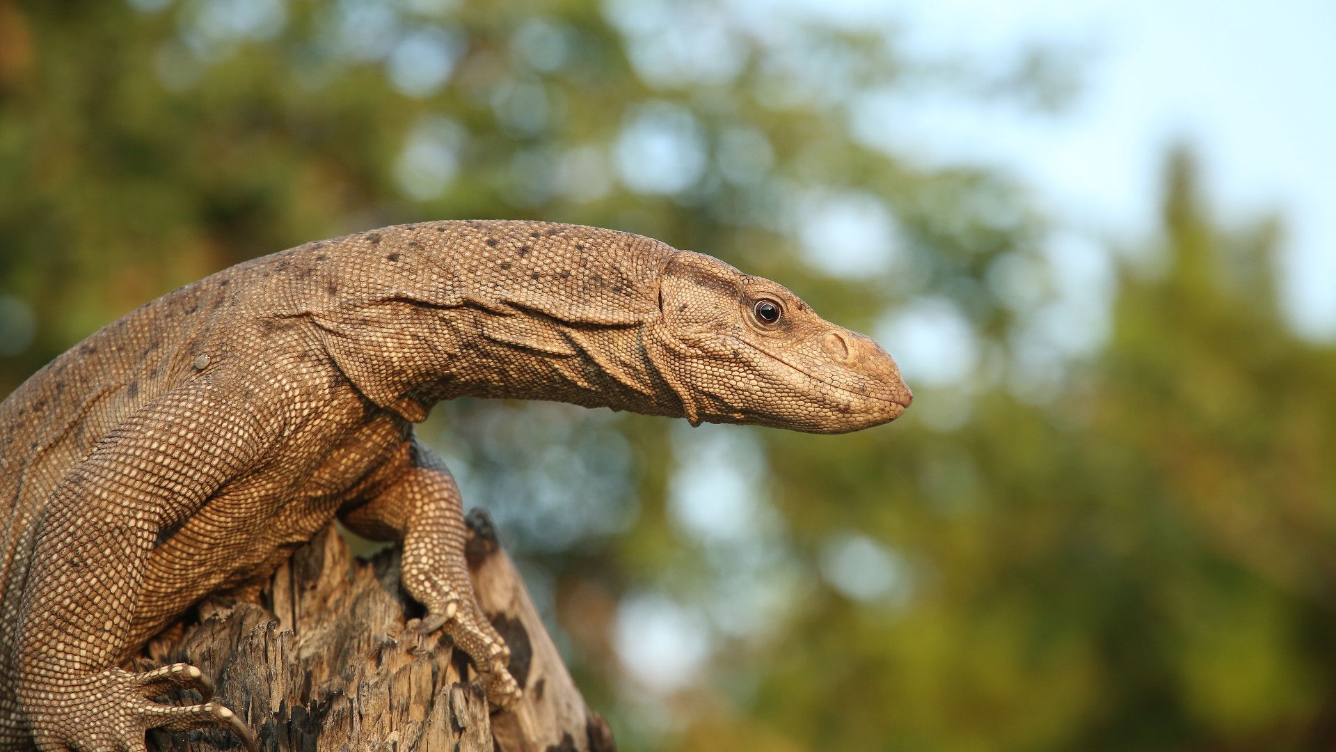 Meet The Monitor Lizards Of India - Wildlife SOS