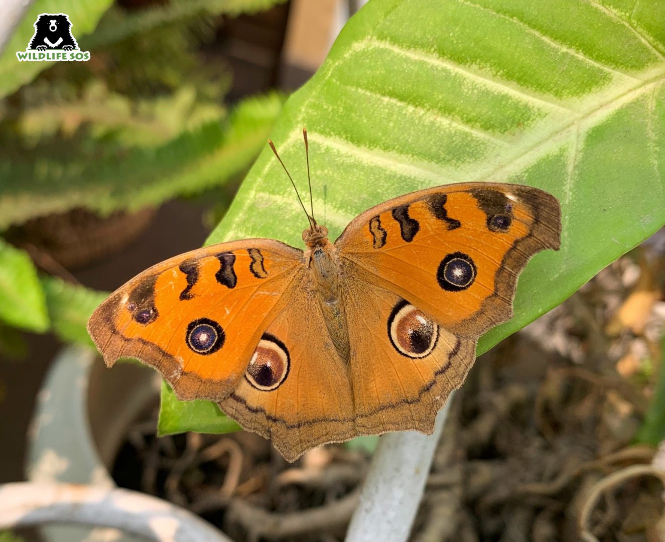 poisonous butterflies