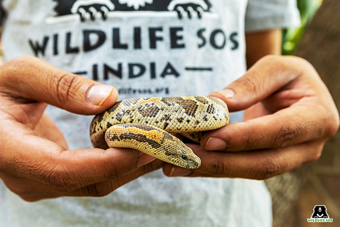 The Jammu and Kashmir team was surprised by the sighting of a Common sand boa which is not native to the region. 