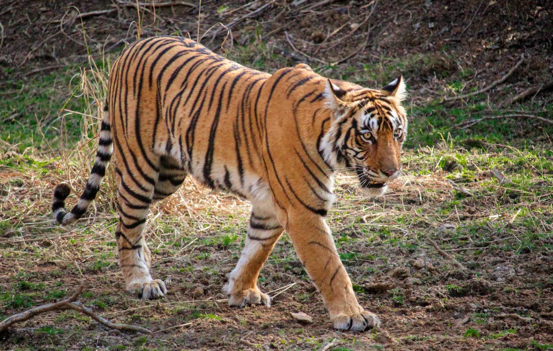 Be a responsible tourist post COVID19 Help end cruelty towards Tigers   World Animal Protection