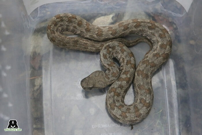 The Jammu & Kashmir unit extricated three Levantine Vipers were rescued in one day! [Photo (C) Wildlife SOS /Aaliya Mir]
