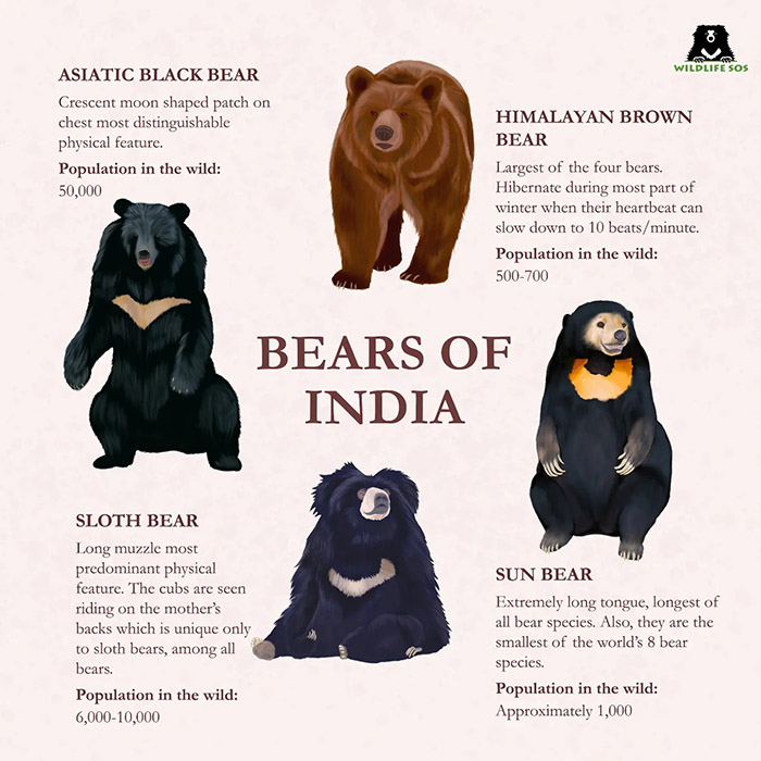 Four species of bears found in India. [Graphic (c) Wildlife SOS/Shivalika Swar]