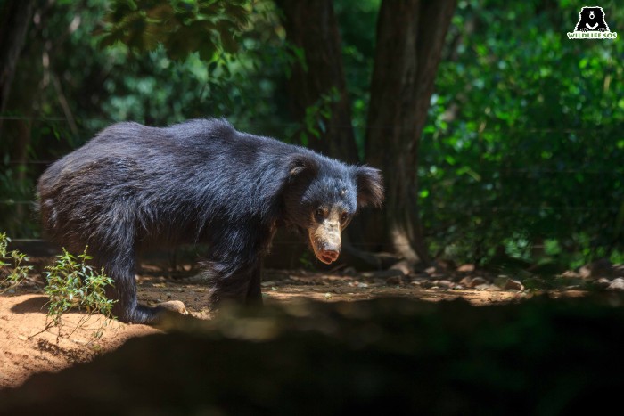 A sloth bear at the Wildlife SOS Bannerghatta Bear Rescue Centre [Photo (c) Wildlife SOS/Lenu Kannan]
