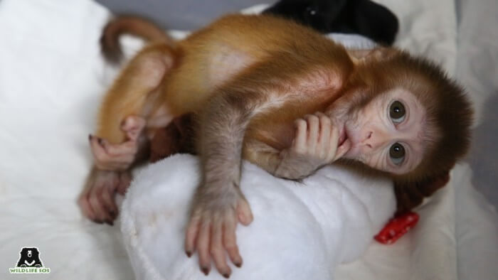 newborn baby monkeys