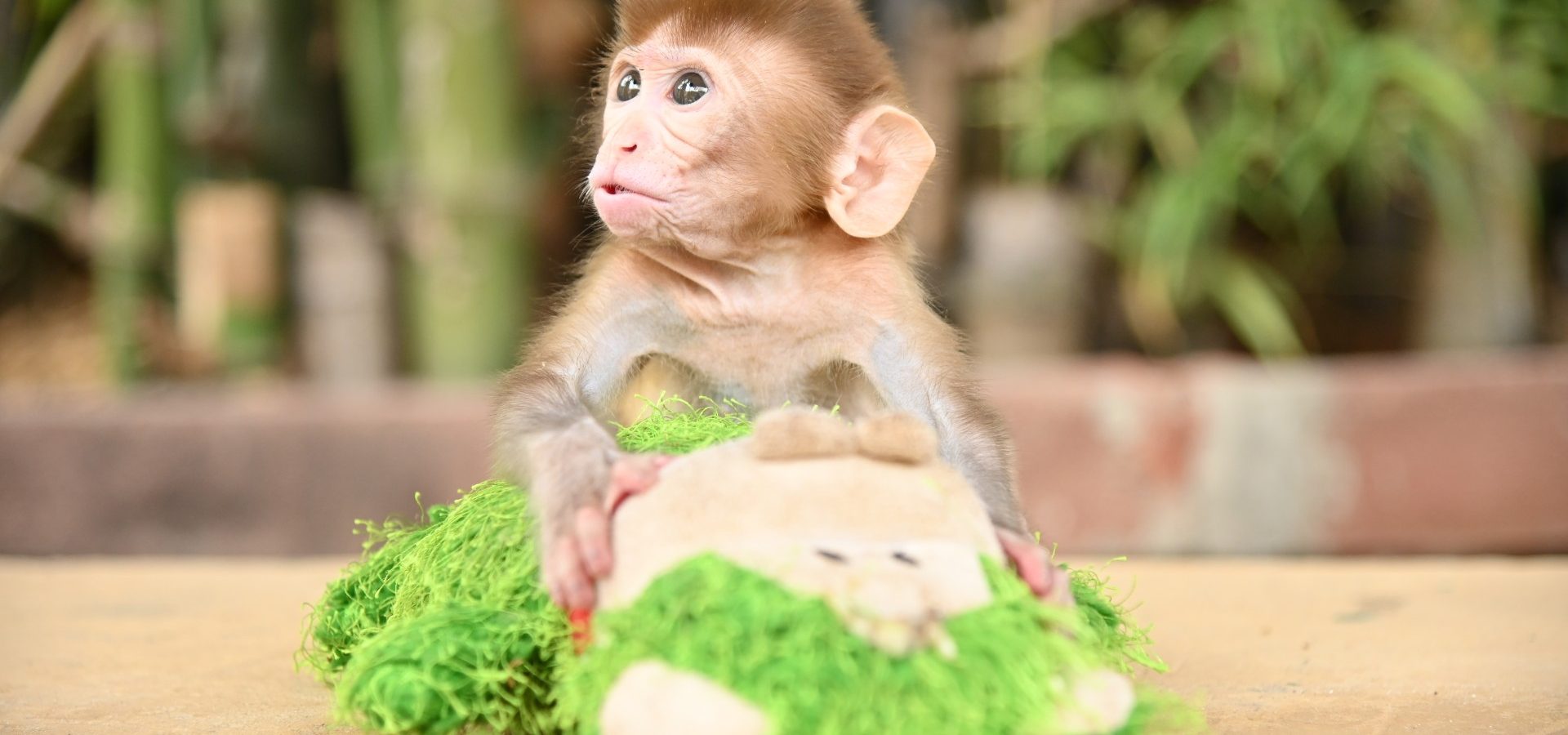 Care and Compassion For Orphaned Monkeys - Wildlife SOS