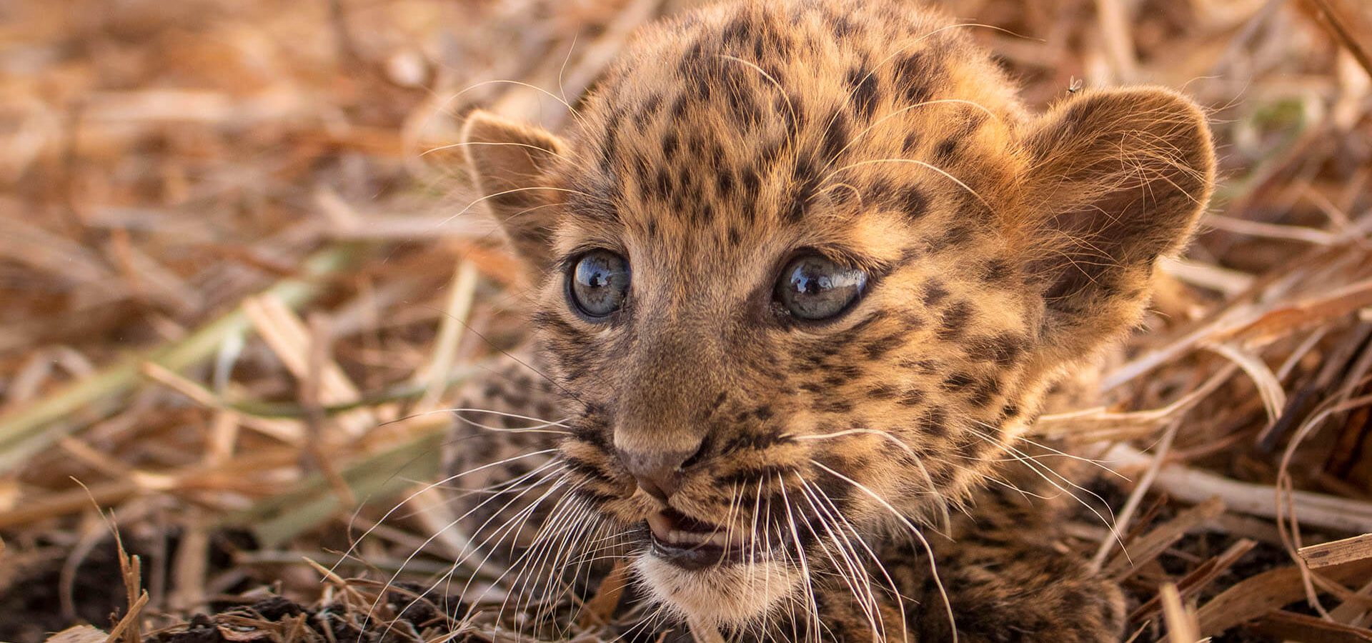 Leopards: How India can learn to live with them