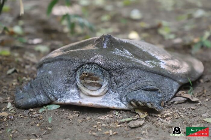 Introducing The Indian Softshell Turtle Wildlife Sos 