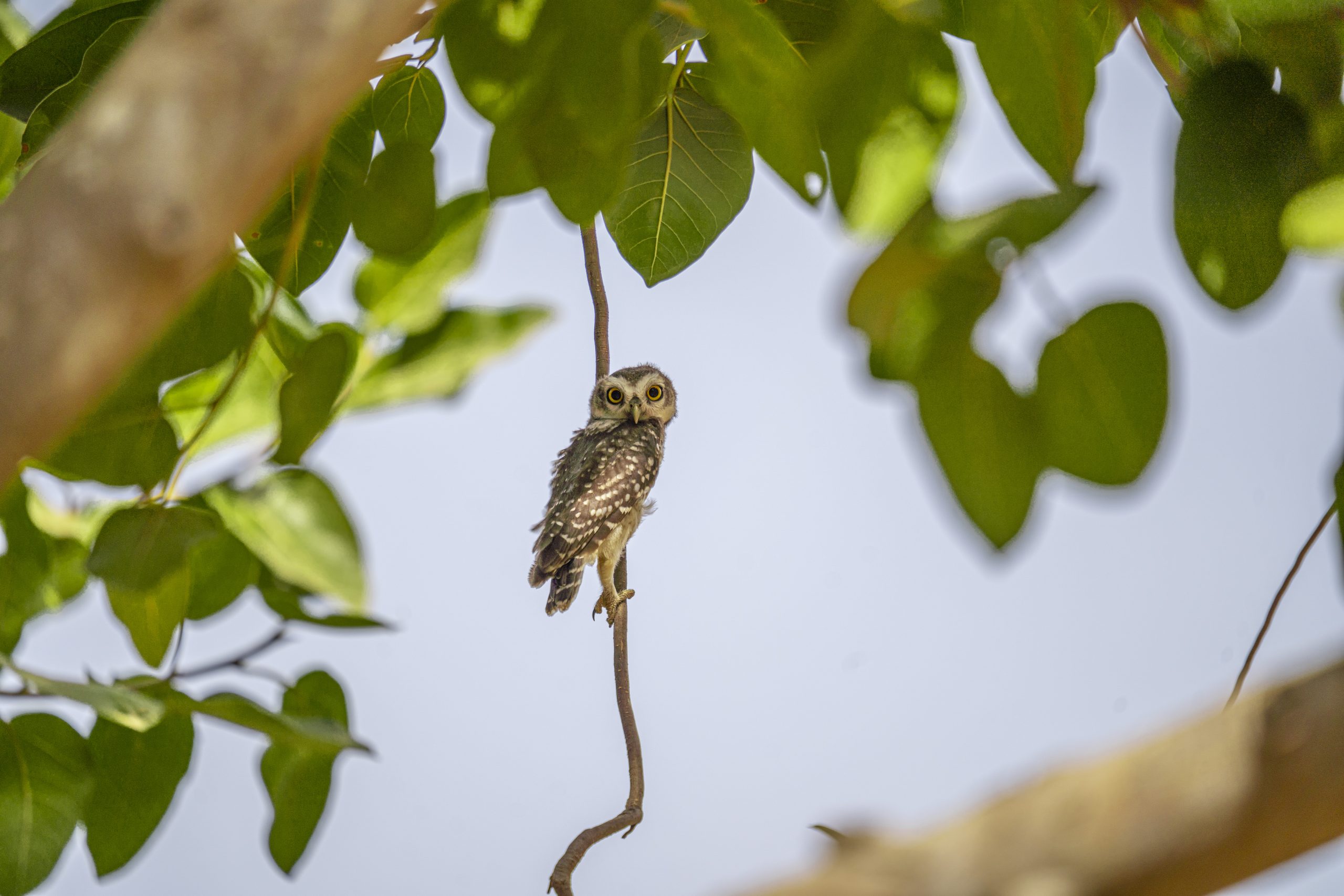 the-forest-owlet