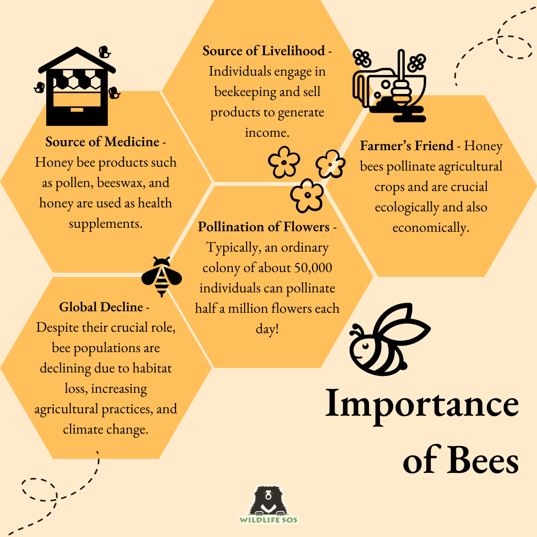 importance of bees