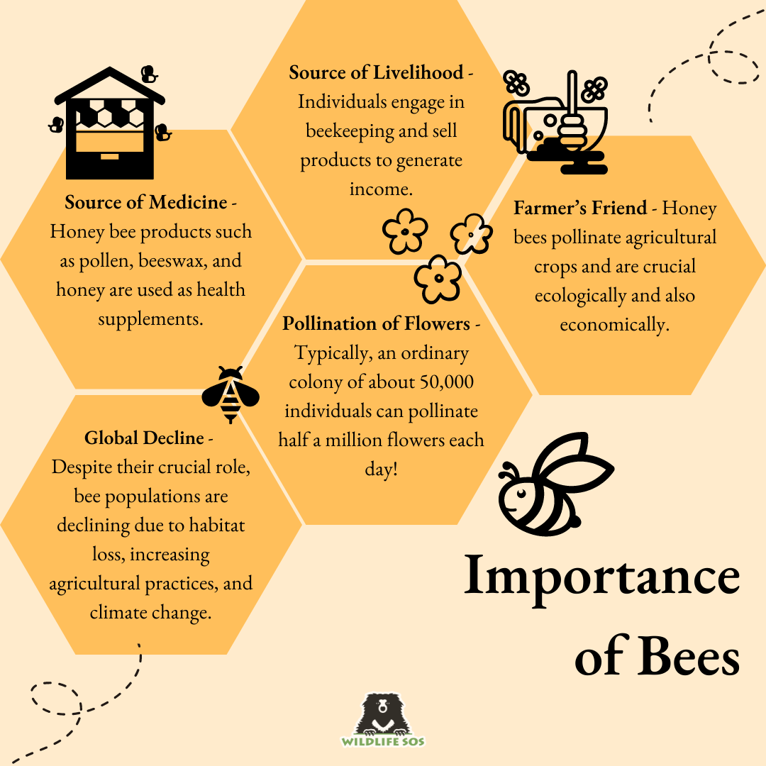 honey bee pollination diagram