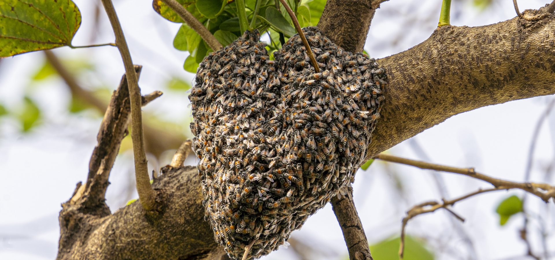 World Honey Bee Day: Hello Busy, Buzzing Bees! - Wildlife SOS