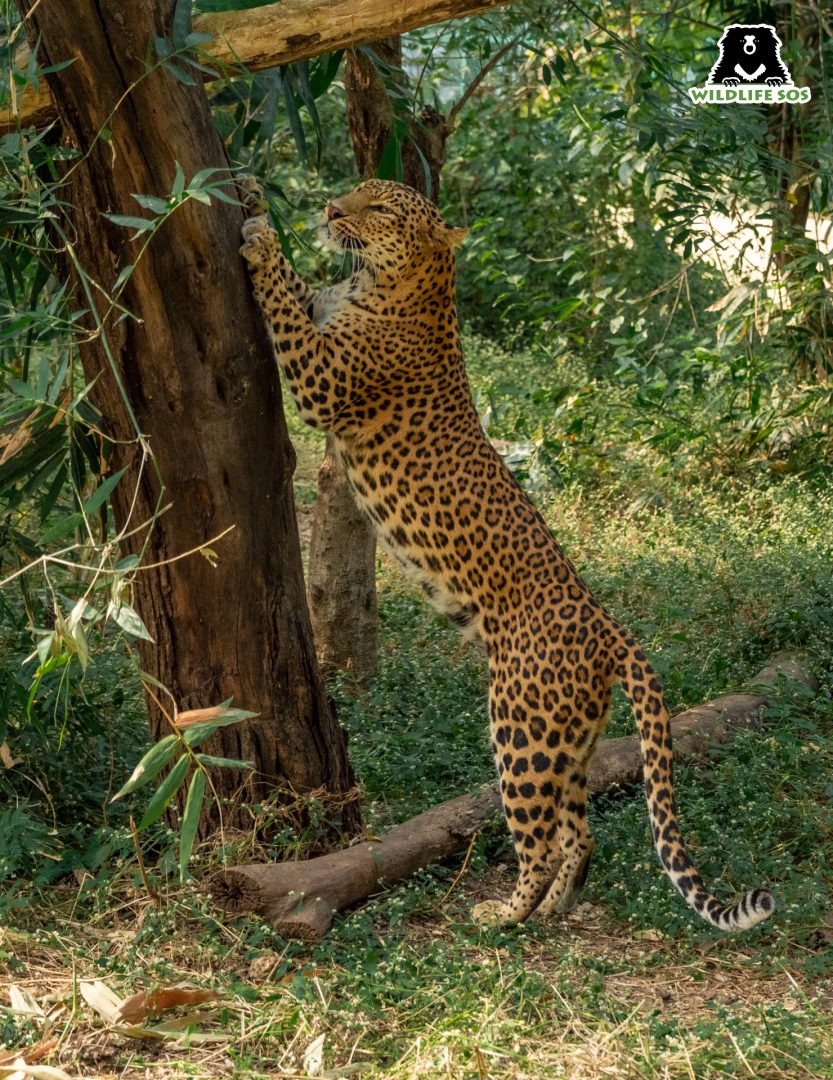 leopard scratching to communicate
