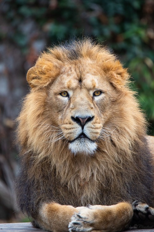 World Lion Day 2022: Protecting The Top Predators - Wildlife SOS