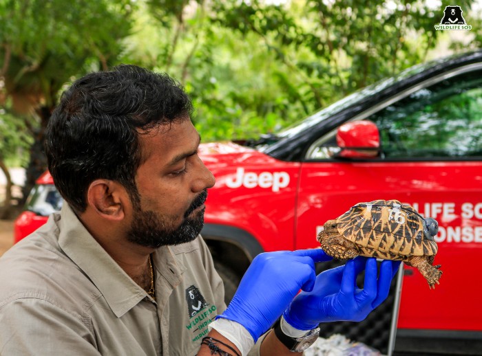 Dr. Arun prepping tortoise for release. [Photo (c) Wildlife SOS/Akash Dolas]