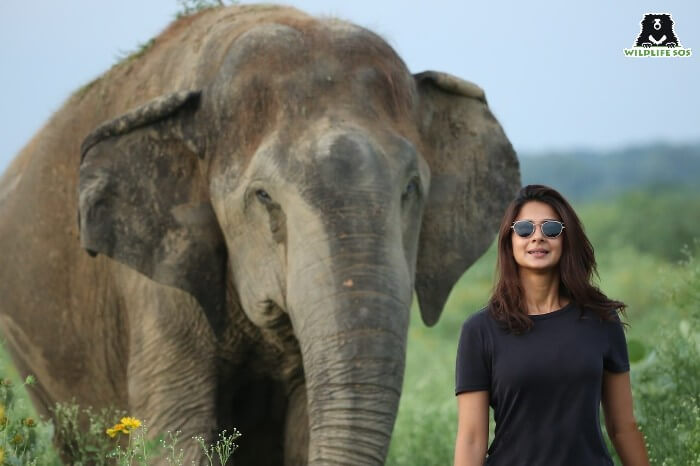 A Volunteer To Remember: Indian Actress Jennifer Winget - Wildlife SOS